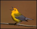 _4SB1563 prothonotary warbler